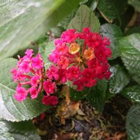 ランタナ, ランタナの画像