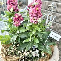 ストック,ビオラ,チェッカーベリー,寄せ植え,週末ガーデナーの画像