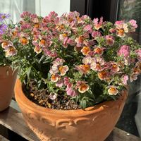 ネメシア ネシア,ガーデニング初心者,バルコニー/ベランダ,家庭菜園,ベランダの画像