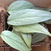 サトイモ科,ハブカズラ,エピプレナム　ピナツム　セブブルー,観葉植物,育成記録の画像