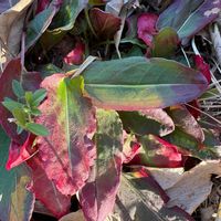 オキザリス・トライアングラリスの画像