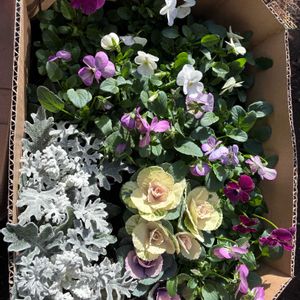 葉牡丹,ビオラ,白妙菊(しろたえぎく),リース,ガーデニング初心者の画像