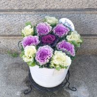 ハボタン,葉牡丹,宿根草,寄せ植え,no green no lifeの画像