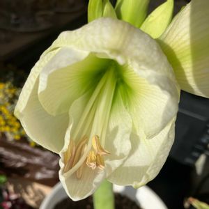 アマリリス,アマリリス,かぼちゃ,ロロンカボチャ,球根植物の画像