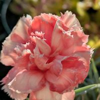 カーネーション,花のある暮らし,屋上ガーデニング,マイヤーレモン✨,おうち園芸の画像