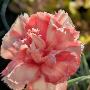 カーネーション,花のある暮らし,屋上ガーデニング,マイヤーレモン✨,おうち園芸の画像