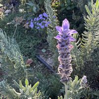 ビワ,赤い花,青い花マニア,美しく青きドヨウ,クリスマス月間の画像