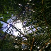 マツ,マツ,マツ,マツ,マツの画像