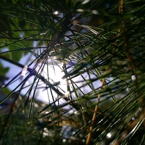 マツ,マツ,マツ,マツ,マツの画像