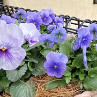 パンジー,ビオラ,かわいいな♡,花のある暮らし,植物のある暮らしの画像