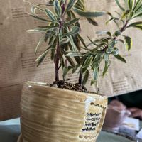 ストレプトカーパス,ストレプトカーパス,みどり牡丹,黒松,断崖の女王の画像