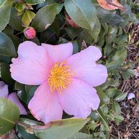 サザンカの画像