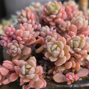 ロビン,リンダリンダ,多肉植物,多肉植物寄せ植え,多肉大好きの画像