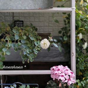 ミセバヤ,ビオラ,グリーンアイス, クリスマスリース,シクラメン　イリュージアの画像