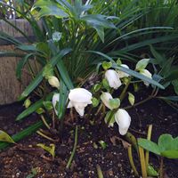 クリスマスローズの画像