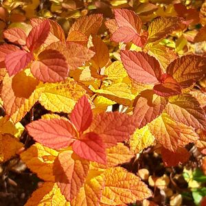 スイセン,ドウダンツツジ,ポリゴナム（ヒメツルソバ）,スピレア ゼンスピリット キャラメル,ナチュラルガーデンの画像