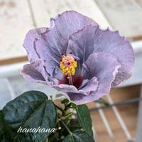 ハイビスカス,ハイビスカス　ケイト,グリーンのある暮らし,綺麗なお花,クリスマス月間の画像