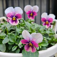ロカハーツ　オリジナルビオラ,鉢植え,明るい日陰,プランター,ガーデニング初心者の画像