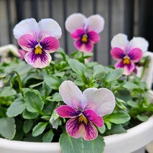 ロカハーツ　オリジナルビオラ,鉢植え,明るい日陰,プランター,ガーデニング初心者の画像