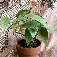 サトイモ科,ハブカズラ,エピプレナム　ピナツム　セブブルー,観葉植物,育成記録の画像