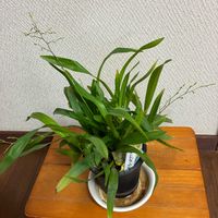 オンシジューム,オンシジューム,ミディ胡蝶蘭の画像