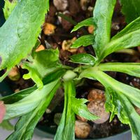 クリスマスローズ,緑のある暮らし,植物のある暮らし, クリスマスローズ,みどりのある暮らしの画像