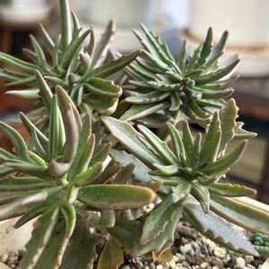 多肉植物,クリスマス,植中毒,多肉男子,多肉オヤジの画像