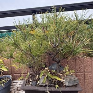 マツ,マツ,松 まつ,鉢植え,今日のお花の画像