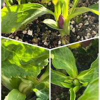 クリスマスローズ,つぼみ,花のある暮らし,花のある生活,種から育てるの画像