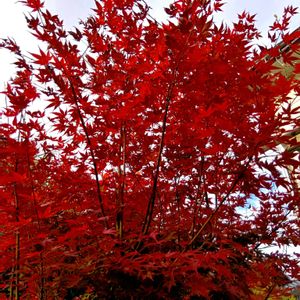 モミジ,紅葉,紅葉,盆栽,ガーデニングの画像
