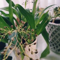 オンシジウム,観葉植物,インドアグリーン,葉っぱ好き,蘭が好きの画像