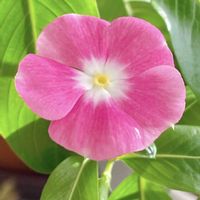 ニチニチソウ,ニチニチソウ,癒し,花のある暮らし,その他部屋の画像