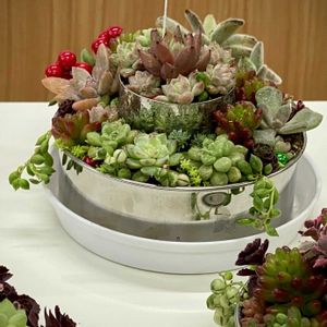 紅葉,寄せ植え,多肉植物,紅葉する多肉,多肉寄せ植えの画像