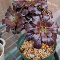 黒法師,アエオニウムの画像