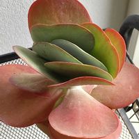 デザートローズ,アロマティカス,多肉植物の画像