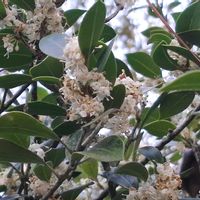 ヒイラギ,ヒイラギ,散歩,山野草,神社の画像
