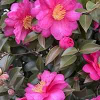 サザンカ,庭木,自生,緑のある暮らし,初冬の画像