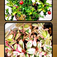 ヒイラギ,斑入りコケモモ,つぼみ好き,ふいりの葉っぱ,蕊好きの画像