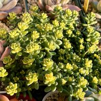 斑入りタイトゴメ,多肉植物,セダム属,多肉大好き,多肉中毒の画像