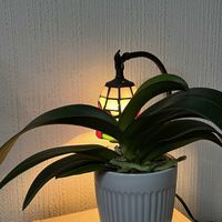 コチョウラン,胡蝶蘭,洋ラン,洋ラン栽培,おうち園芸の画像