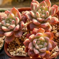 frost flower,エケベリア　フロストフラワー,多肉植物,エケベリア属,多肉大好きの画像