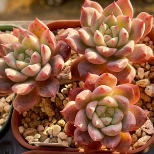 frost flower,エケベリア　フロストフラワー,多肉植物,エケベリア属,多肉大好きの画像