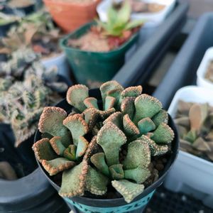 Titanopsis fulleri,多肉植物,メセン,実生,成長記録の画像