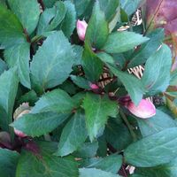 クリスマスローズ,ニューハイブリッド,花のある暮らし,花好きさんと繋がりたい,原種系交配種の画像