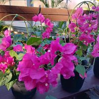 ブーゲンビレア,ブーゲンビレア,ブーゲンビレア,旧県植物園,ザ、ボタニカルリゾート、リンネの画像