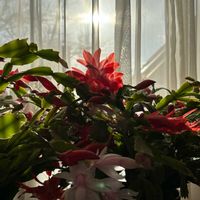 クリスマスローズ,クリスマスローズ,シャコバサボテン,シャコバサボテン,シャコバサボテンの画像