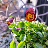 ビオラ,ナチュラルガーデン,可愛い〜♡,いつもありがとう♡,꒰ღ˘◡˘ற꒱かわゅ~の画像