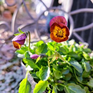 ビオラ,ナチュラルガーデン,可愛い〜♡,いつもありがとう♡,꒰ღ˘◡˘ற꒱かわゅ~の画像