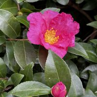 サザンカ,花のある暮らし,お花を楽しむの画像