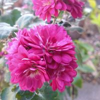 玄関アプローチの画像